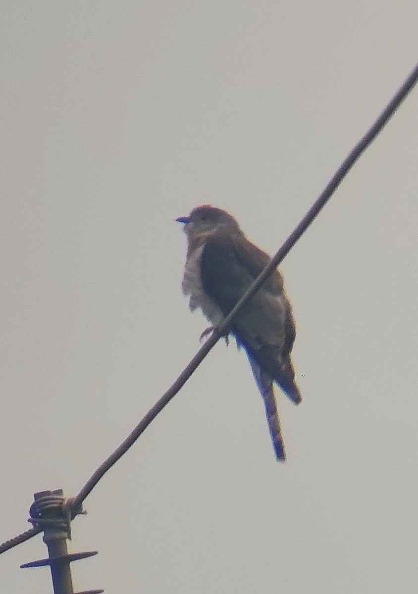 Common Hawk-Cuckoo - ML643359911