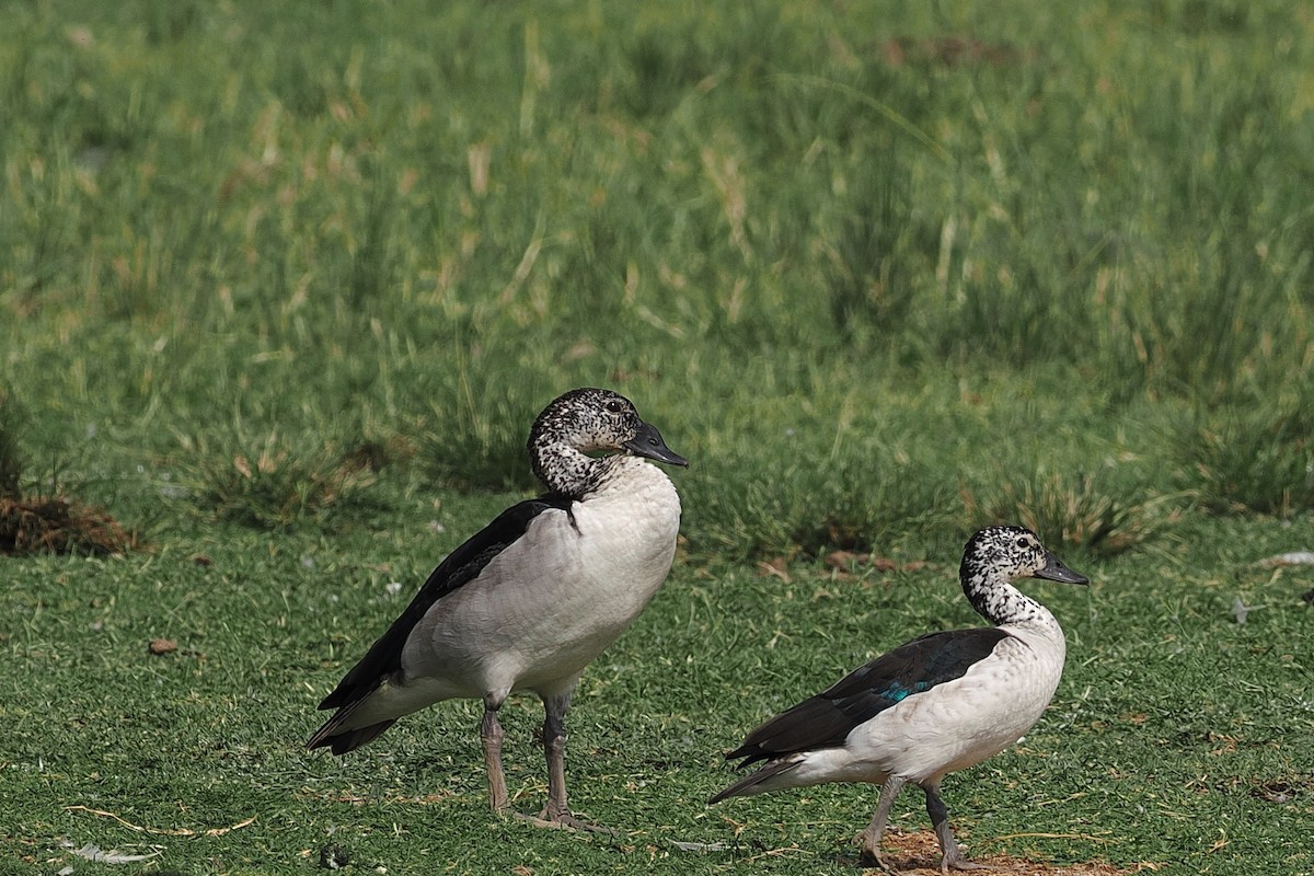 Knob-billed Duck - ML643359935