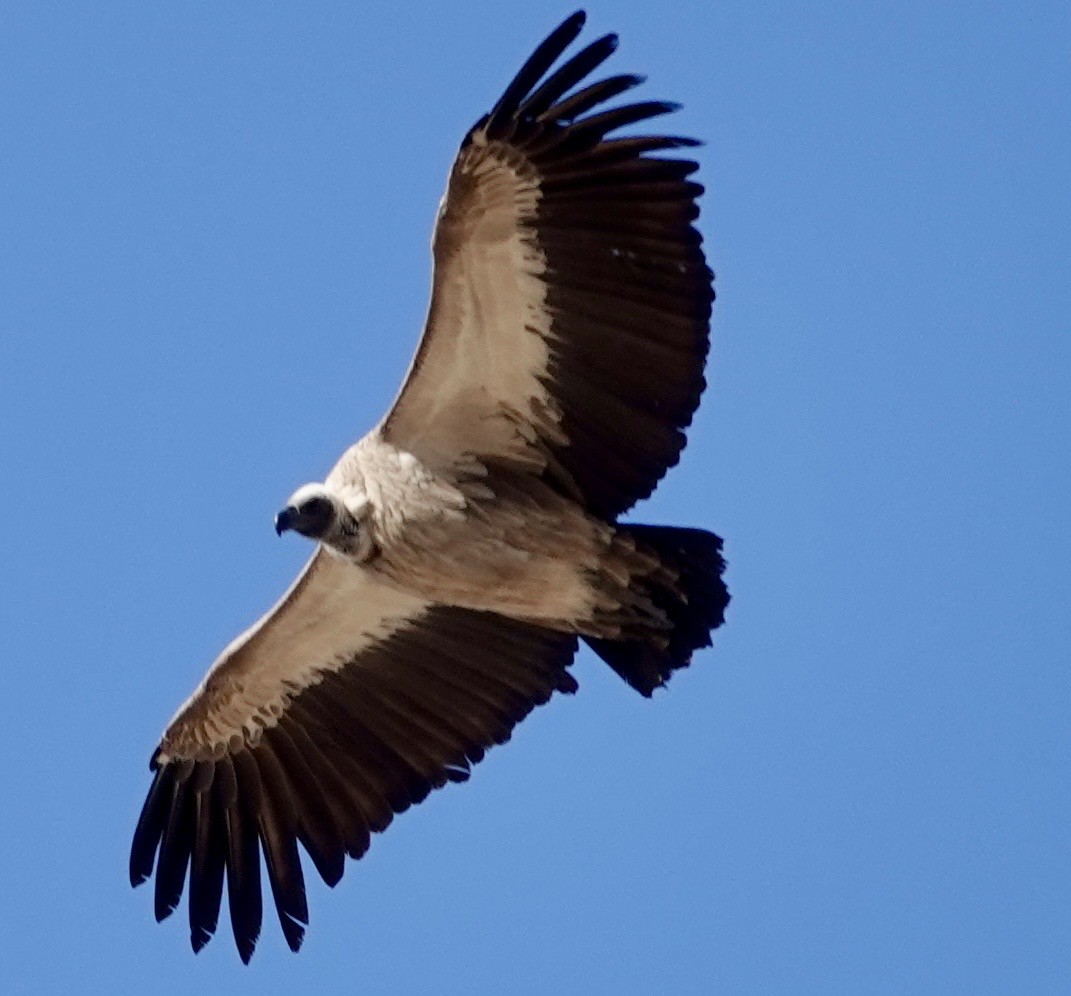 White-backed Vulture - ML643359939