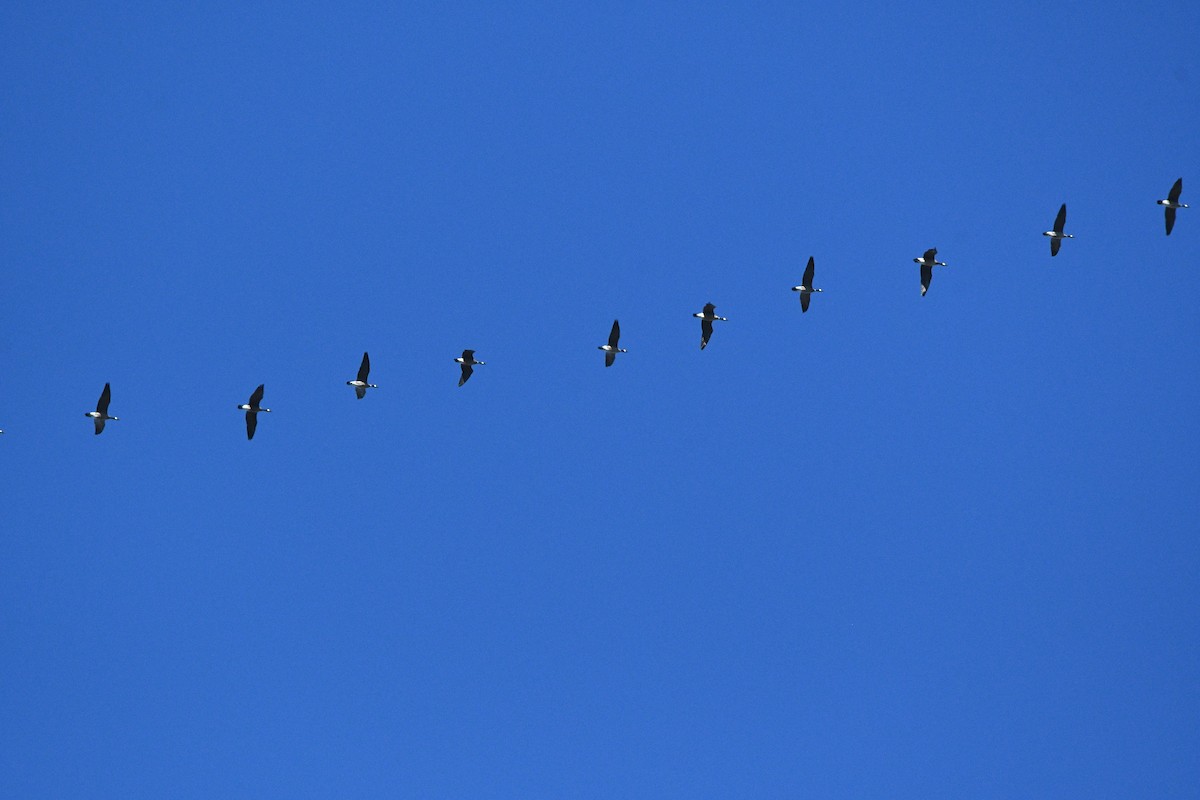 Branta kanadar txikia - ML643359942