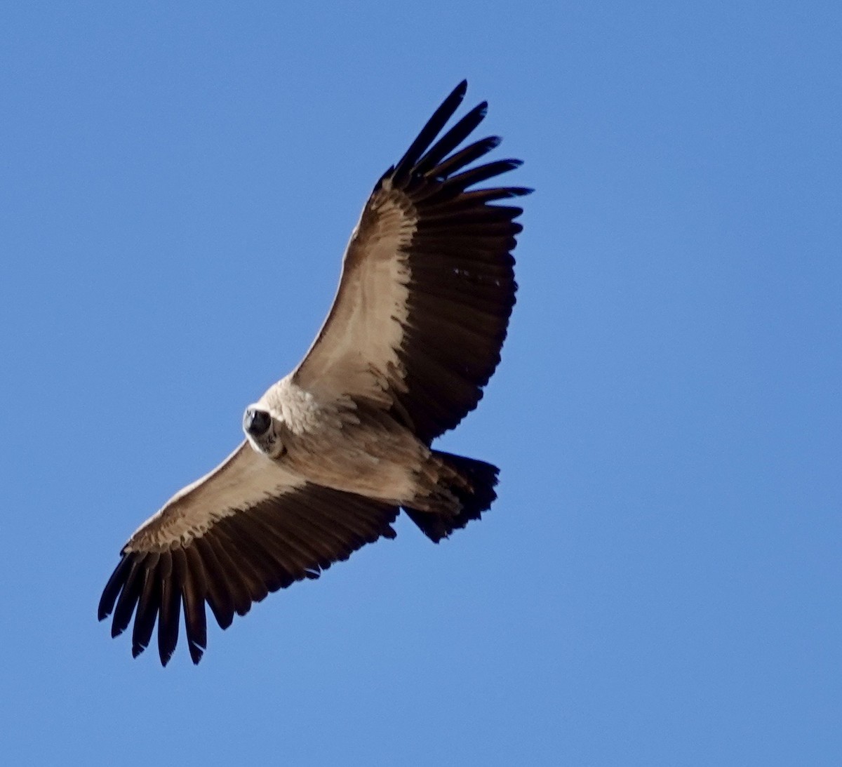 White-backed Vulture - ML643359943