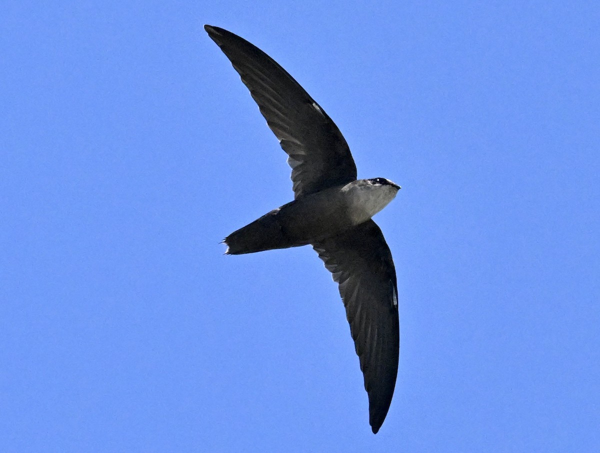 Chimney Swift - ML643359948