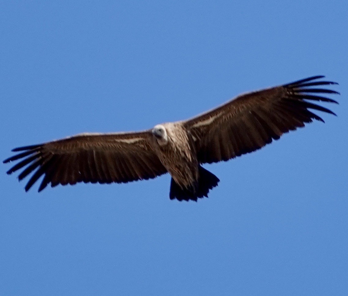 White-backed Vulture - ML643359958