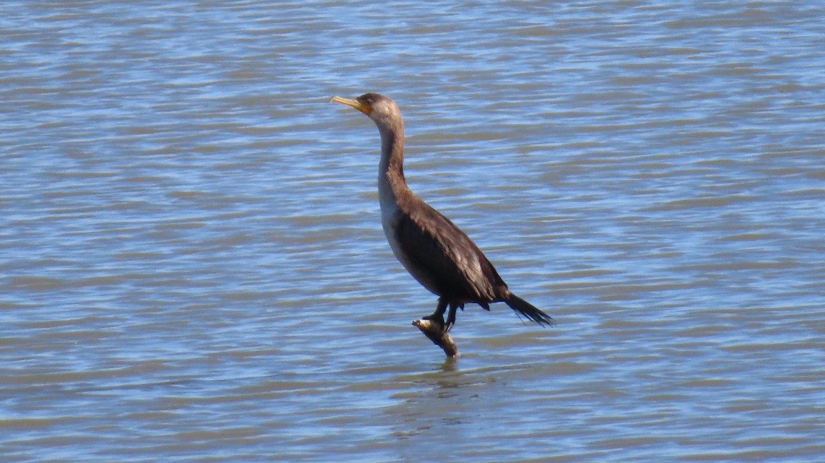 Double-crested Cormorant - ML643359963