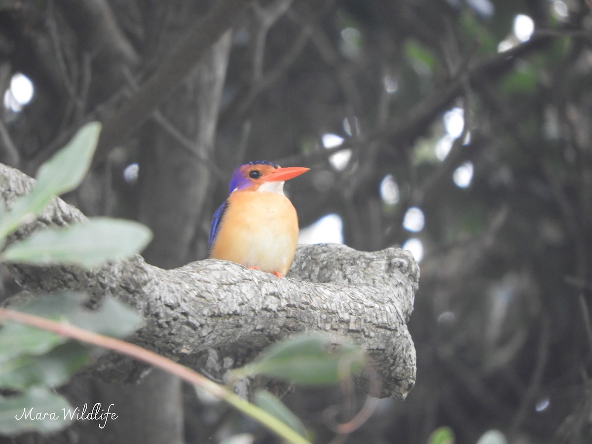 African Pygmy Kingfisher - ML643359974