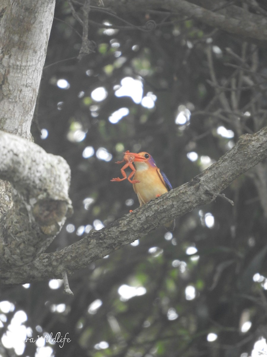 African Pygmy Kingfisher - ML643359975