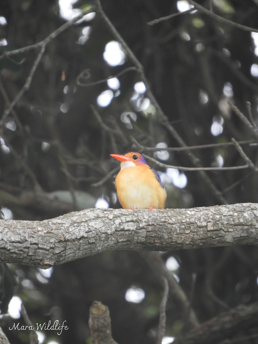 African Pygmy Kingfisher - ML643359976