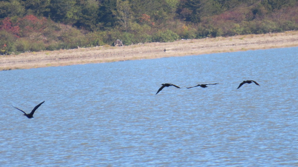 Double-crested Cormorant - ML643359978