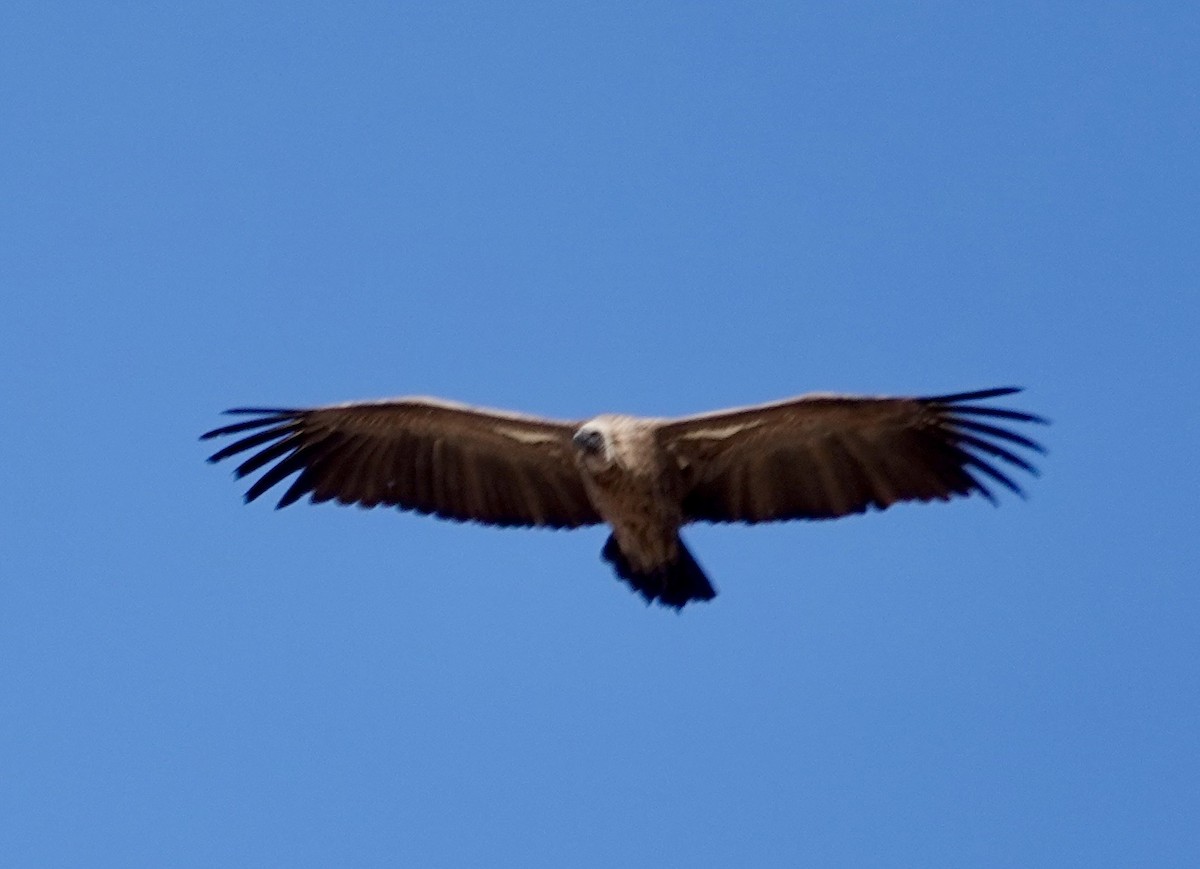 White-backed Vulture - ML643359979