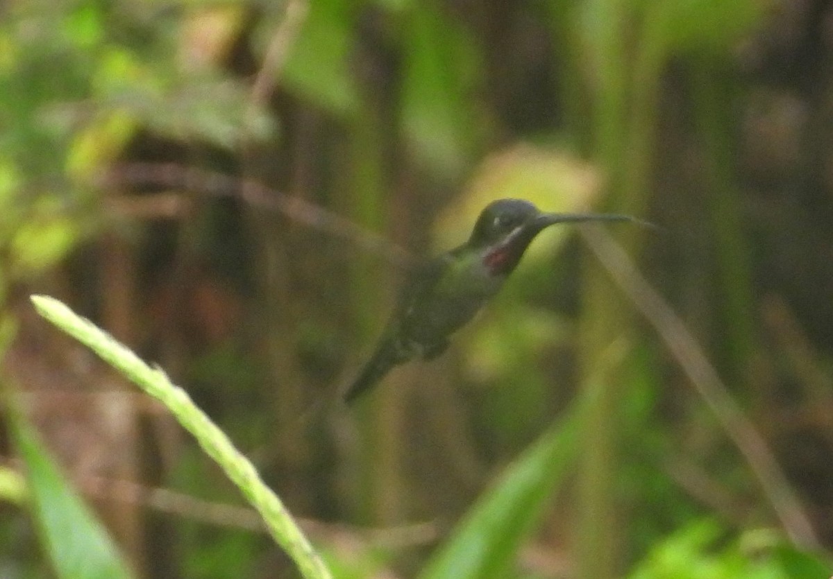 Long-billed Starthroat - ML643360017