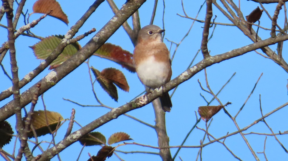 Eastern Bluebird - ML643360020