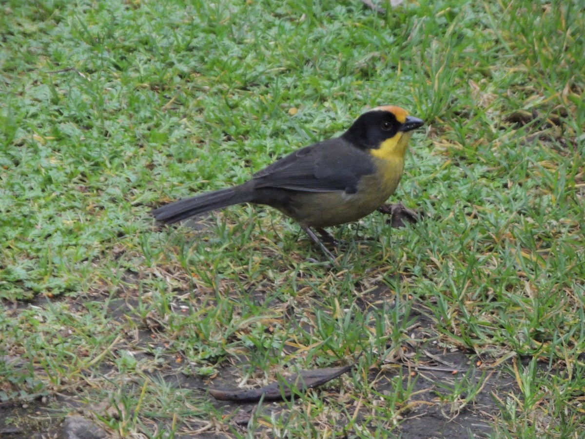 Pale-naped Brushfinch - ML643360021