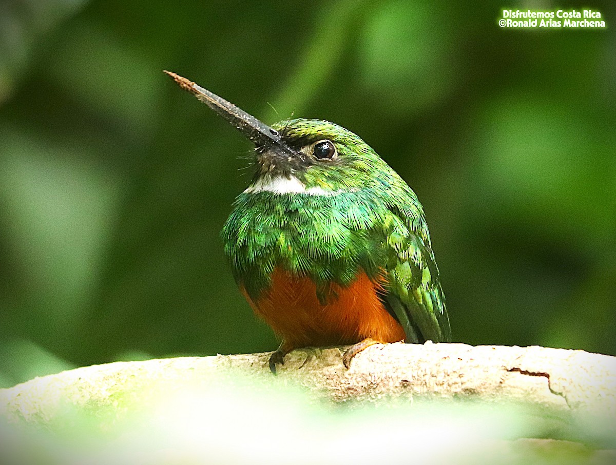 Rufous-tailed Jacamar - ML643360032