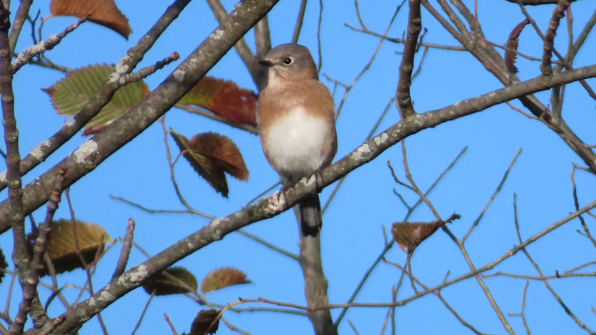 Eastern Bluebird - ML643360034