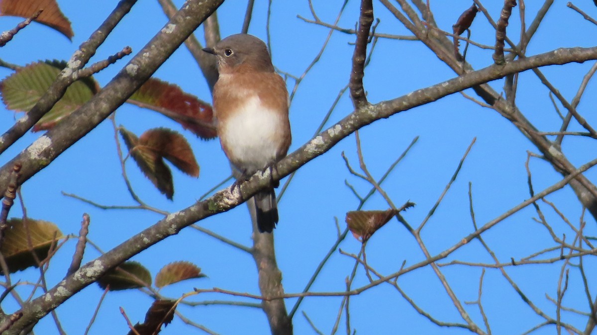 Eastern Bluebird - ML643360040