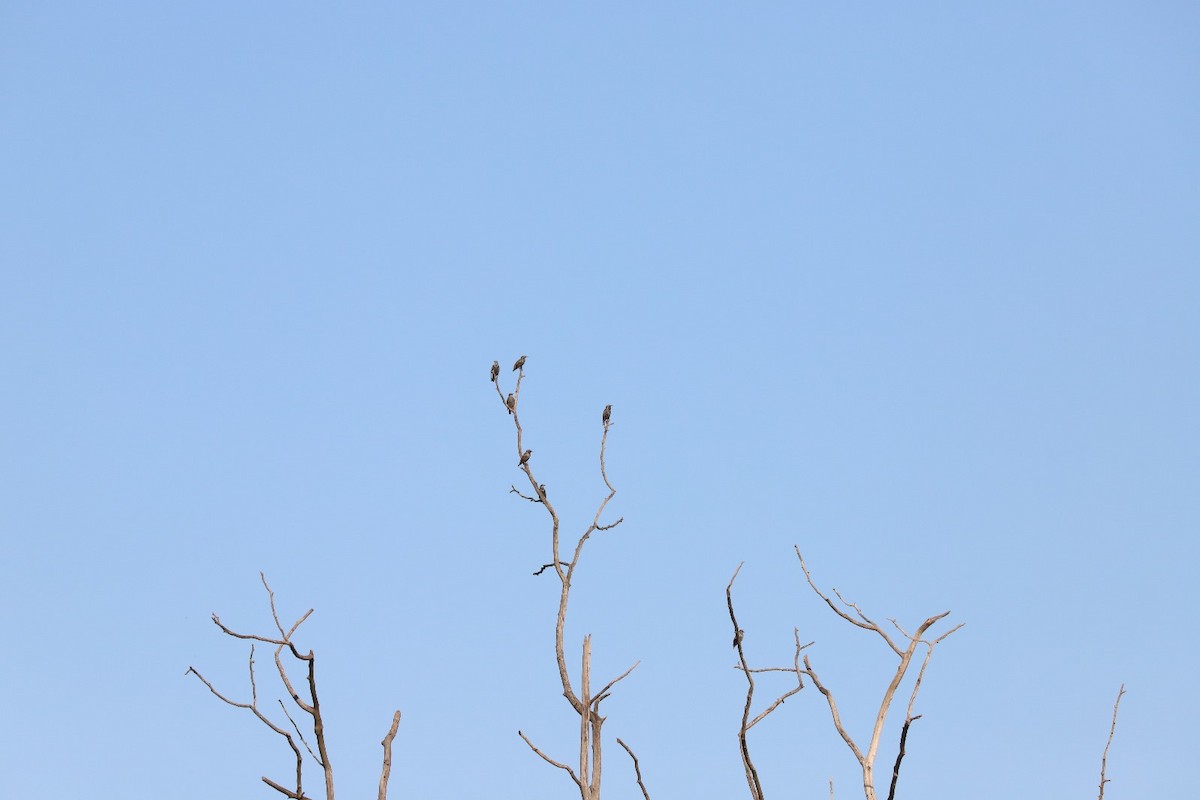 European Starling - ML643360041