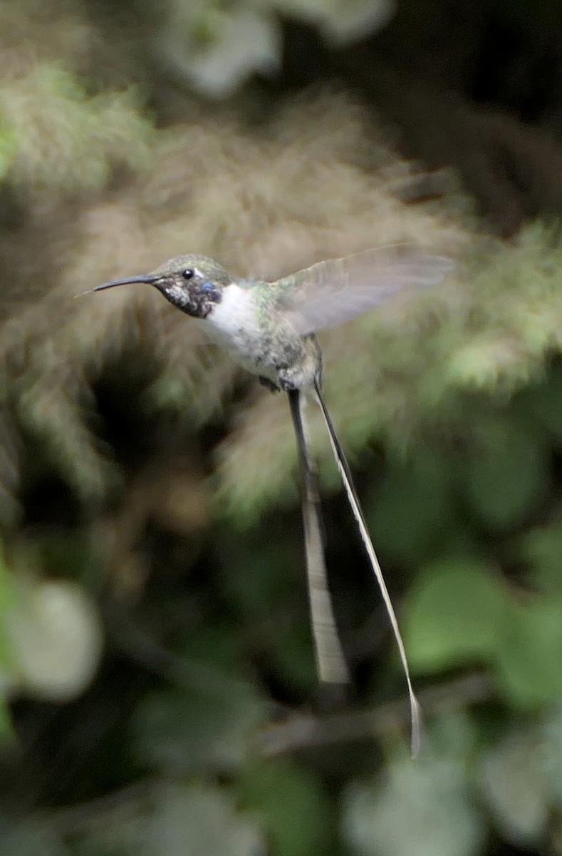 Peruvian Sheartail - ML643360075