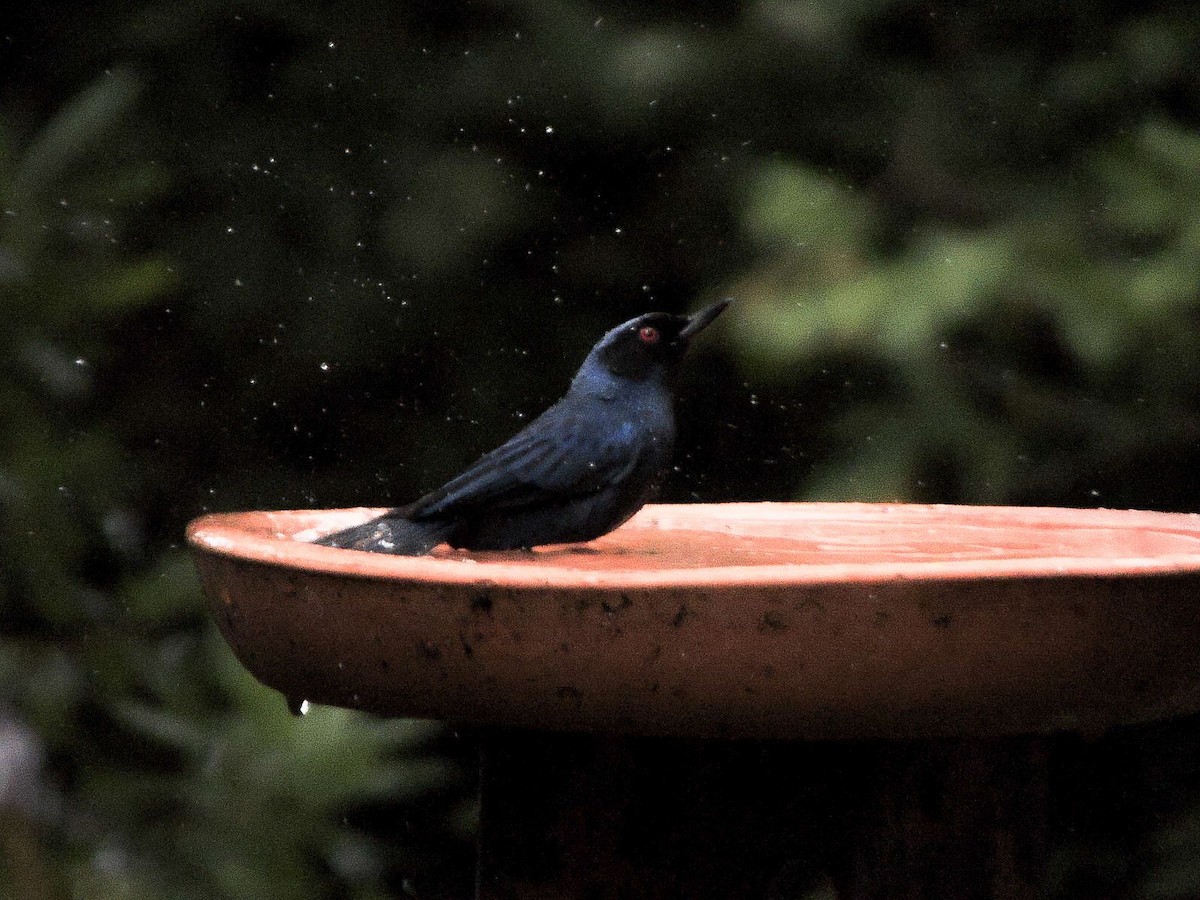 Masked Flowerpiercer - ML643360085