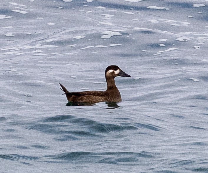Surf Scoter - ML643360088