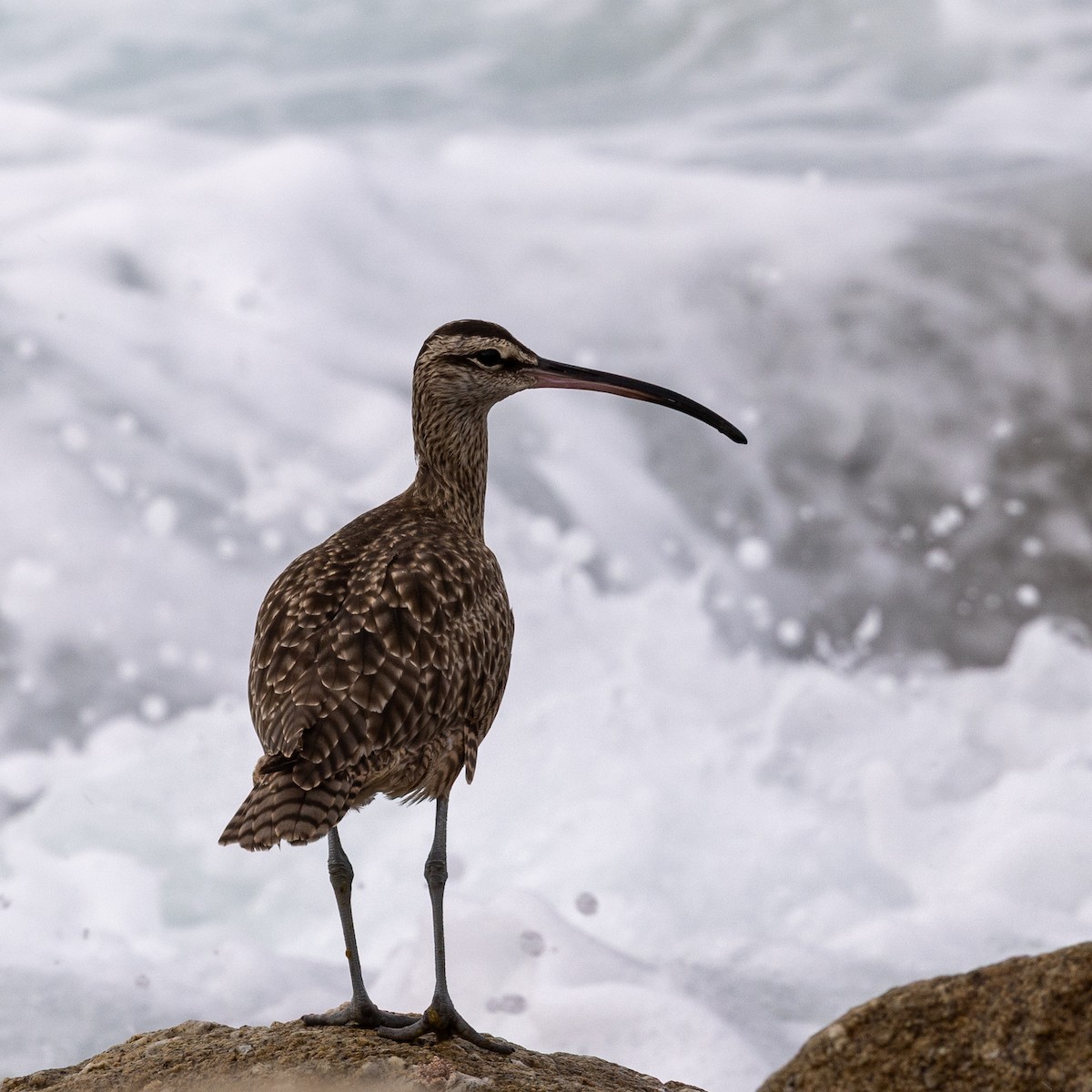 Whimbrel (Hudsonian) - ML643360092
