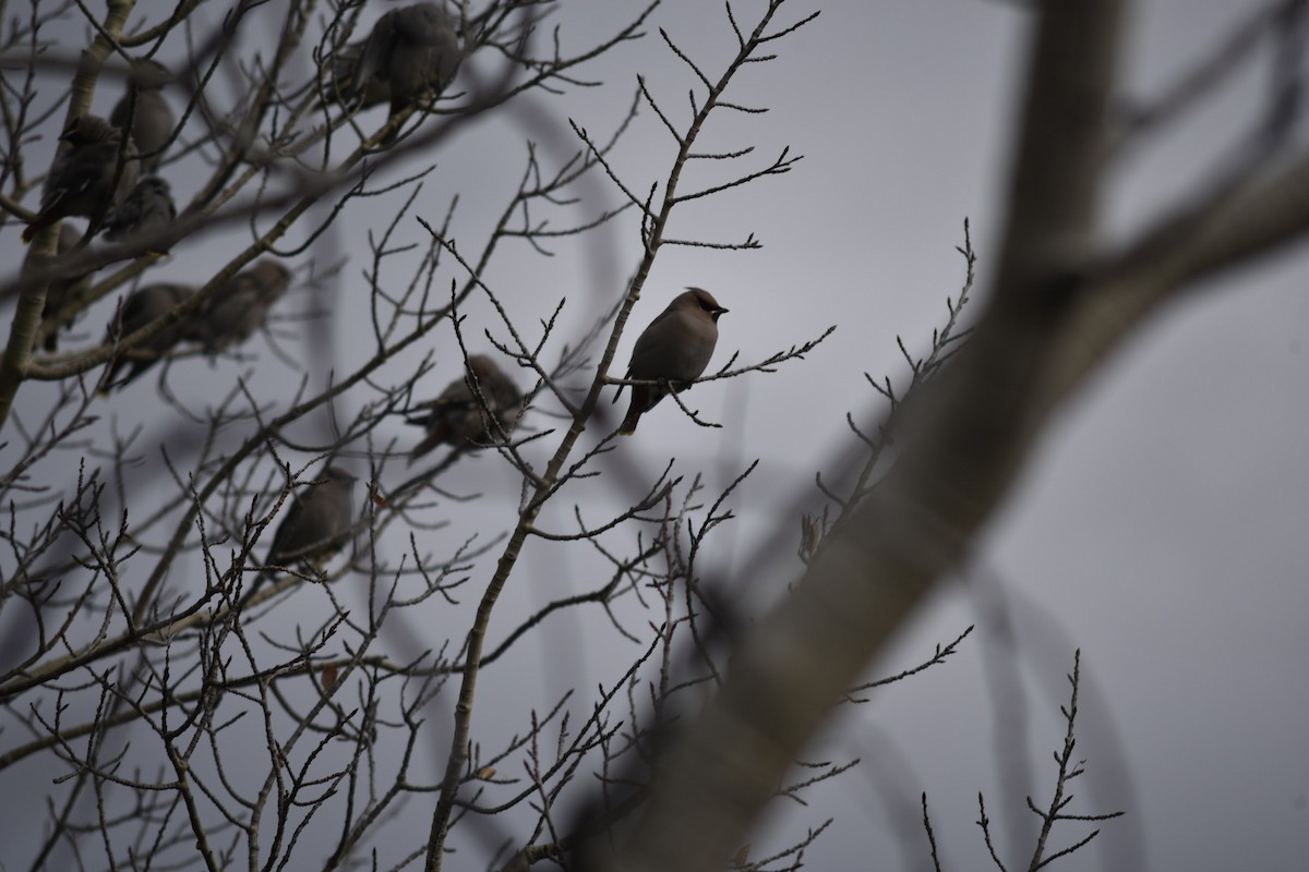 Bohemian Waxwing - ML643360105