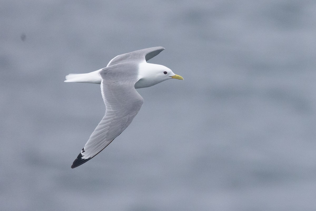 Black-legged Kittiwake - ML643360106