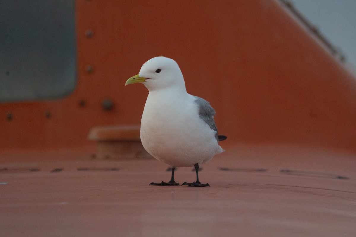 Black-legged Kittiwake - ML643360126