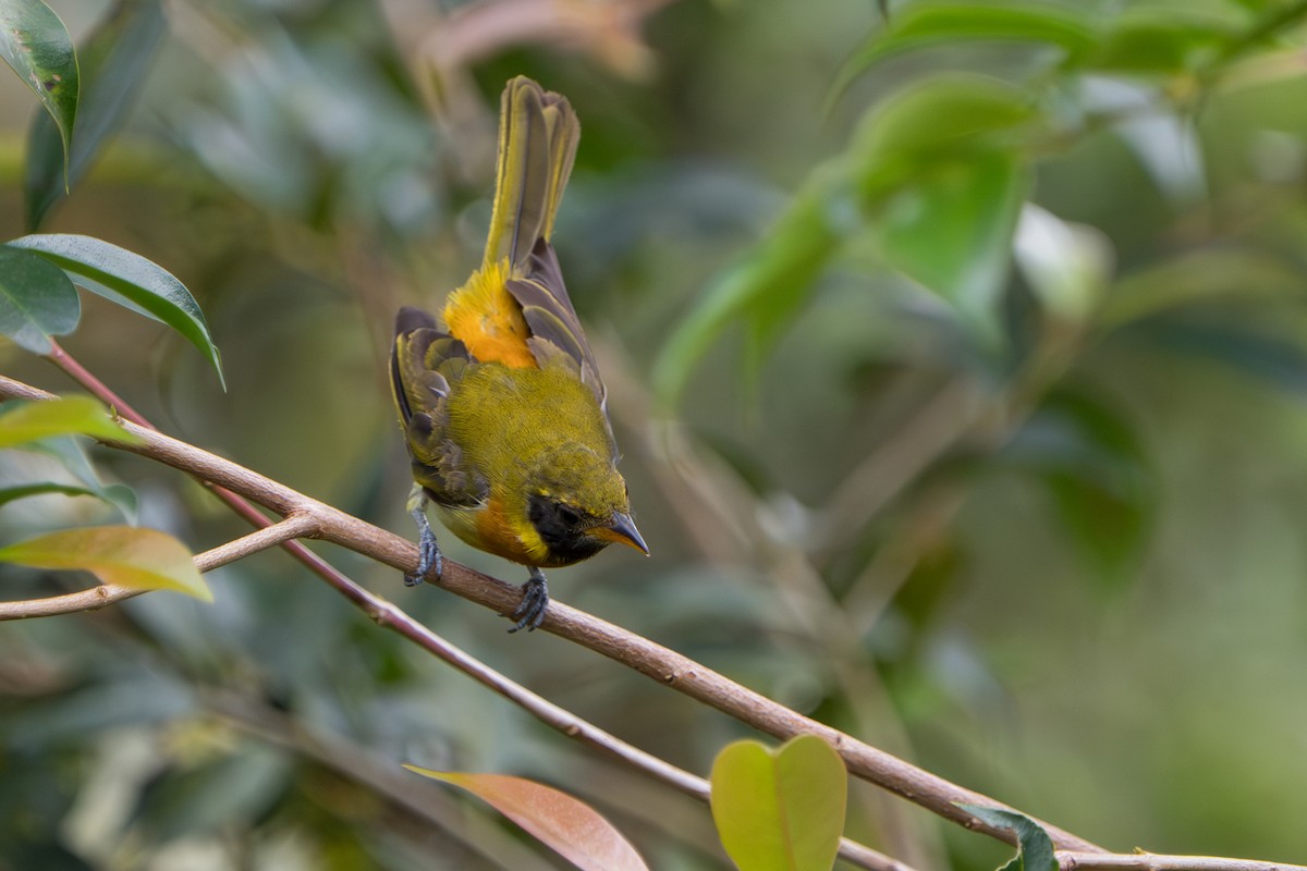 Guira Tanager - ML643360130