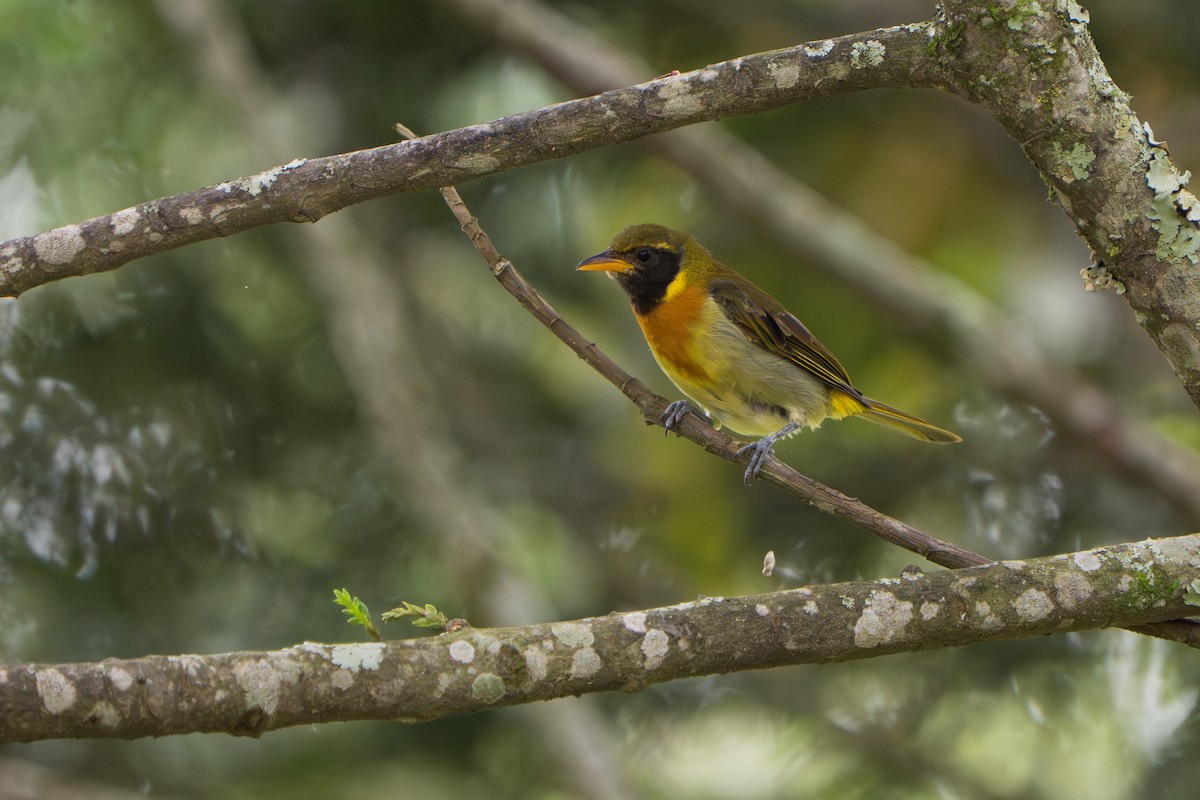 Guira Tanager - ML643360131