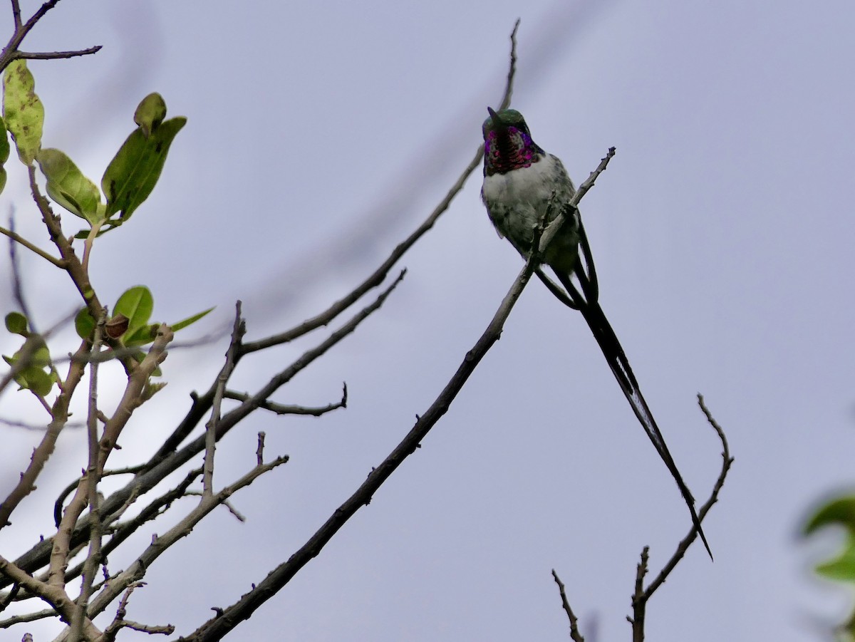 Peruvian Sheartail - ML643360142