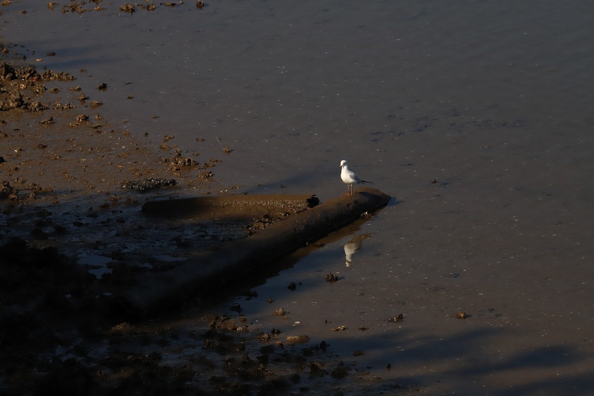 Black-headed Gull - ML643360145