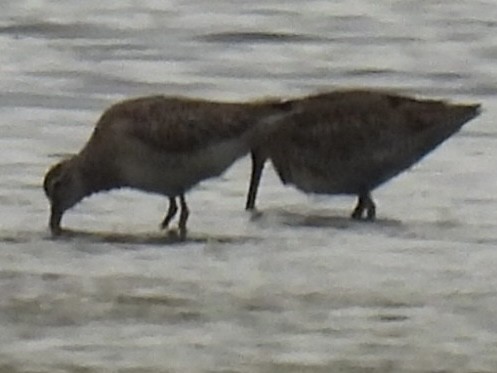 Short-billed/Long-billed Dowitcher - ML643360152