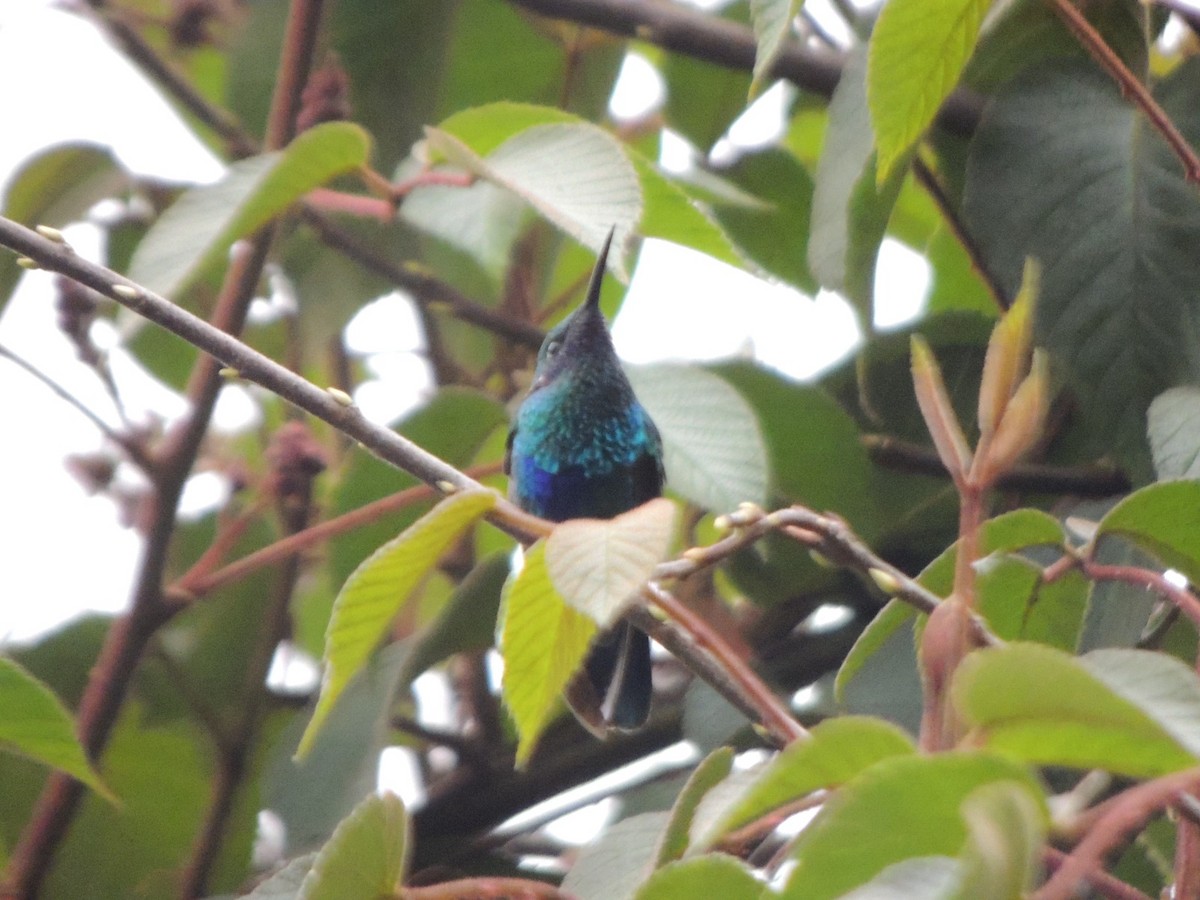 Sparkling Violetear - ML643360159