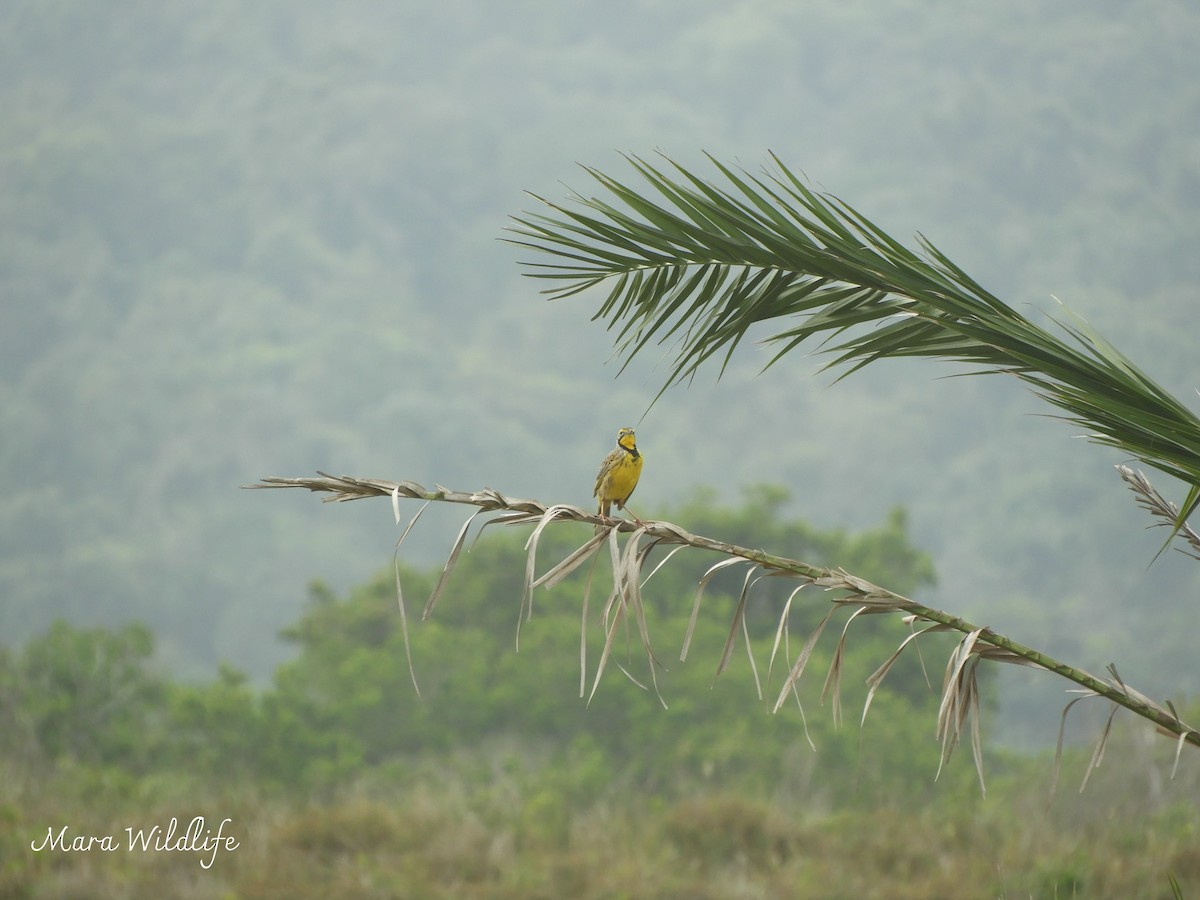 Yellow-throated Longclaw - ML643360163