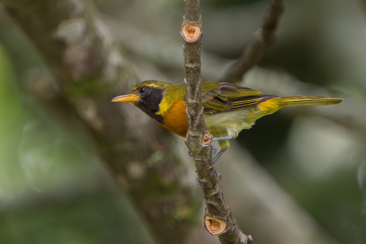 Guira Tanager - ML643360169