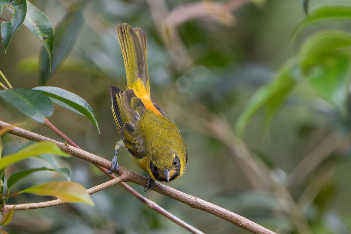 Guira Tanager - ML643360170