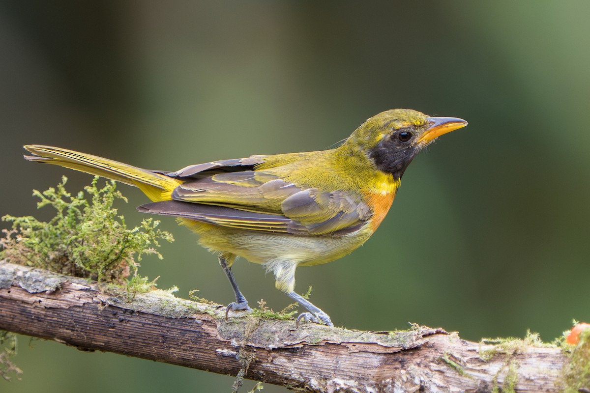 Guira Tanager - ML643360171