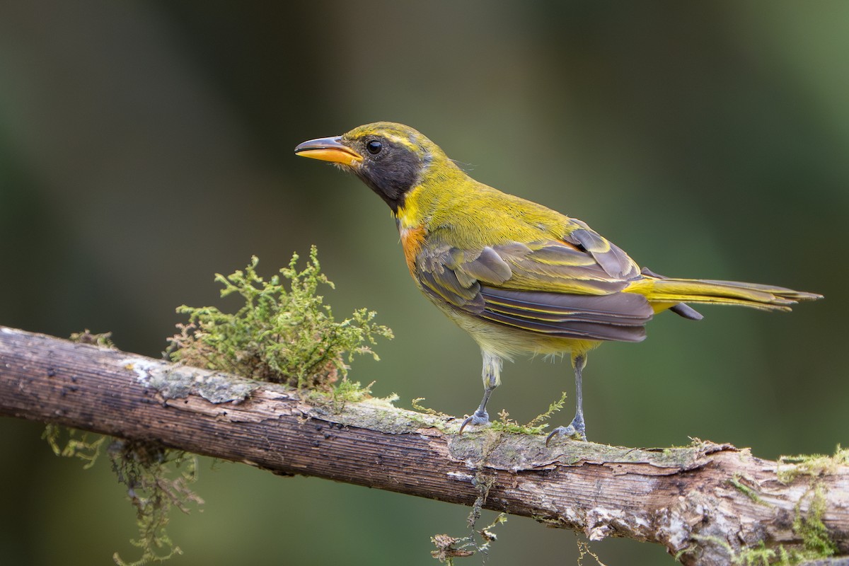 Guira Tanager - ML643360172