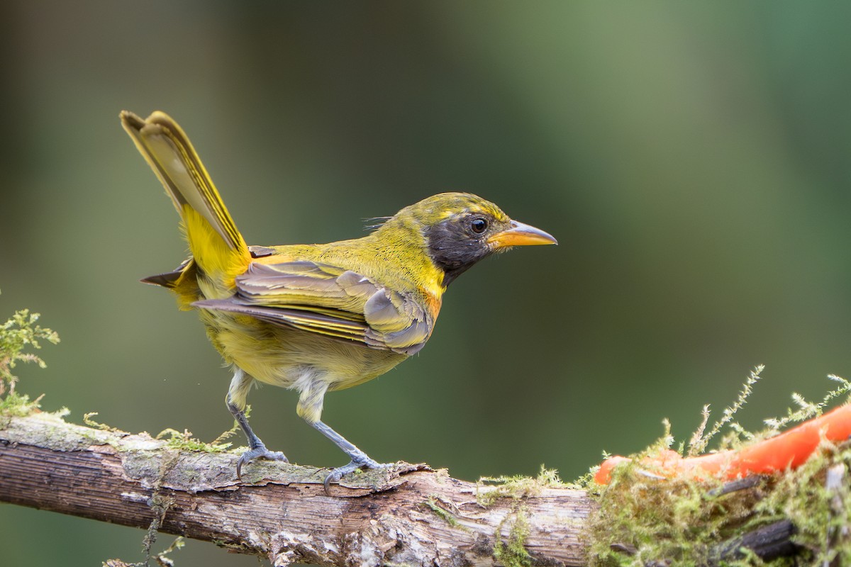 Guira Tanager - ML643360173