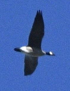Branta kanadar txikia - ML643360174