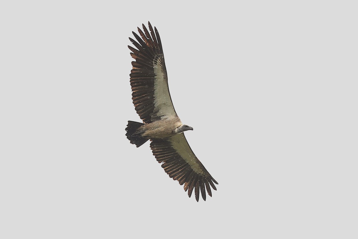 White-backed Vulture - ML643360175
