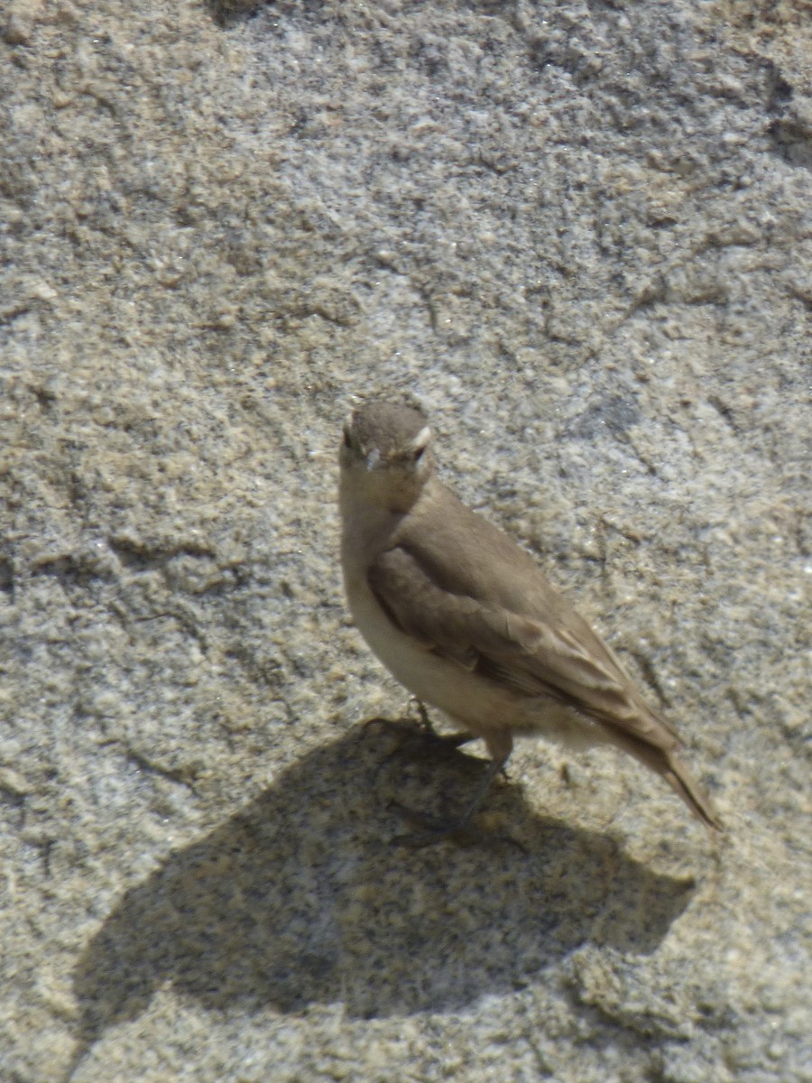 Rufous-banded Miner - ML643360180