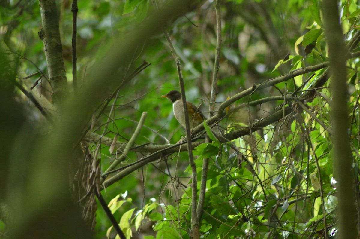 White-necked Thrush - ML643360181