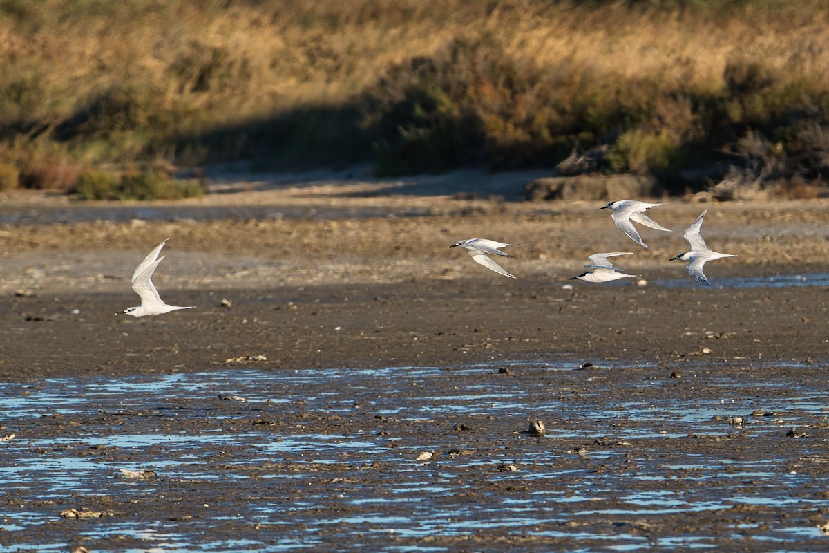 Sandwich Tern - ML643360189