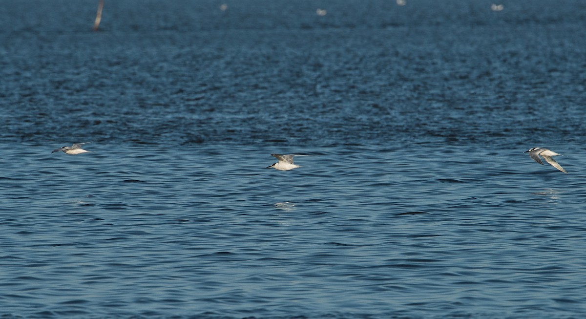Sandwich Tern - ML643360194