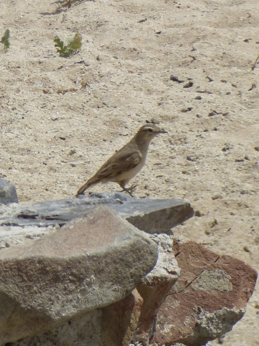 Rufous-banded Miner - ML643360195