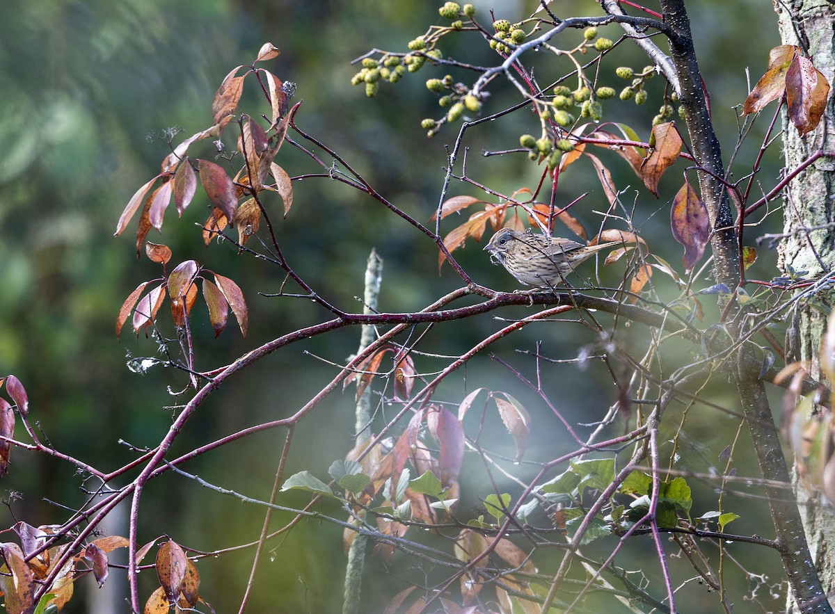 ヒメウタスズメ - ML643360207