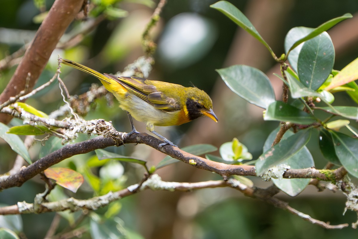 Guira Tanager - ML643360213