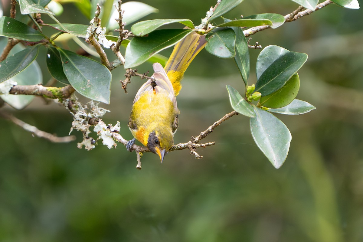 Guira Tanager - ML643360214
