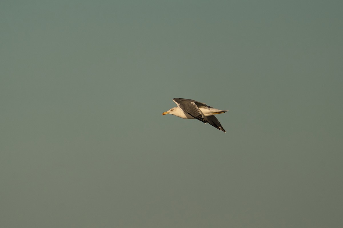 Yellow-legged Gull - ML643360218